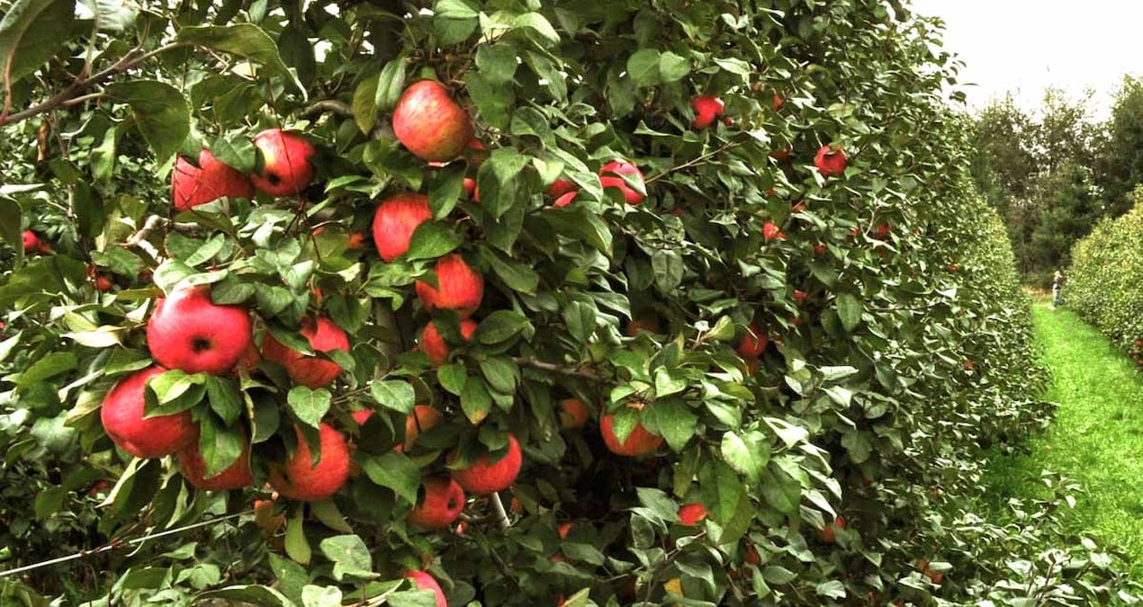 elma deyip gecme 7 binden fazla cesidi var ve michelin yildizli seflerin tek tercihi ise bu aerOQIp5