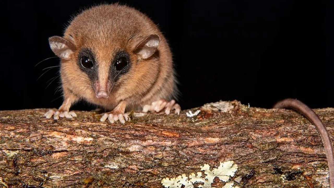 peruda kesfedilen gizemli canli bilim insanlarini sasirtti 3KOEW64E