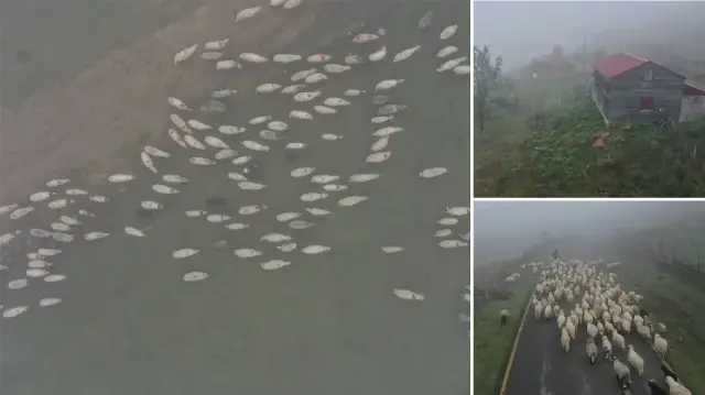 sisler altindaki karadeniz yaylalarindan donus yolculugu basladi msELk1rO