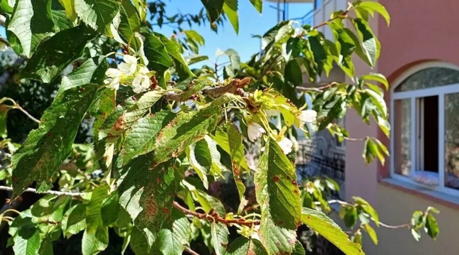 tokatta beklenmeyen hasat eylul ayinda yeniden cicek acti Im9fBLLY