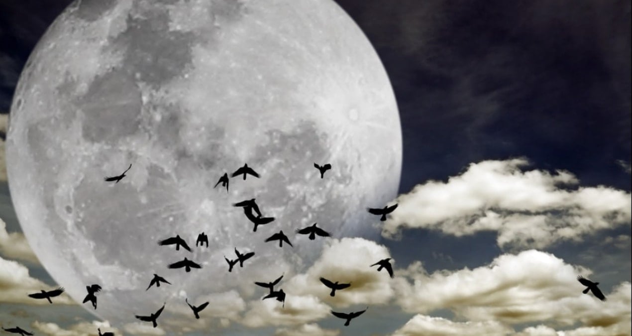 yuzlerce tur yok olmak uzere terk etmeye basladilar IzctHMqC.jpg